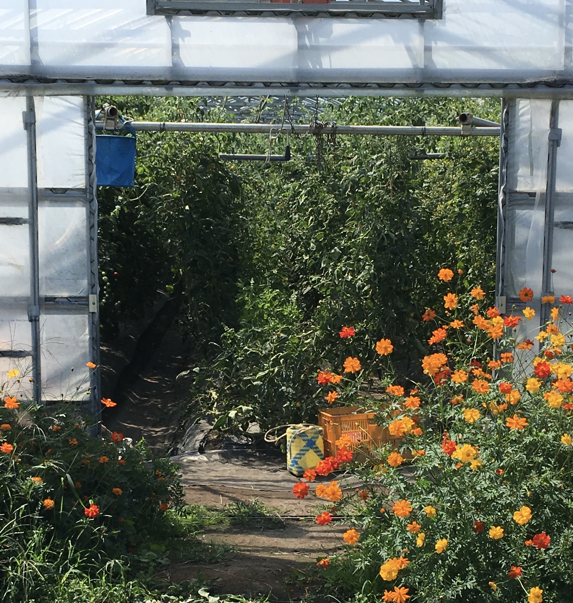 畑の風景（あらや農園）